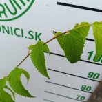 Brestovec južný (Celtis australis) - výška 100-130 cm, kont. C5L
